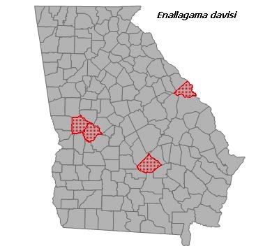 Enallagma davisi
(Sandhill Bluet) Enallagma davisi
(Sandhill Bluet)